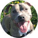 Leo Kalantari profile picture